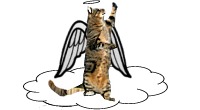 Angelic cat